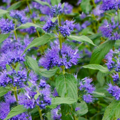 Caryopteris Blue Empire ® - Leaderplant