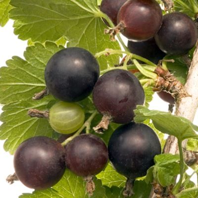 Casseille Josta (= Caseille) - Leaderplant