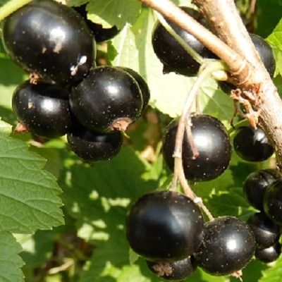 Cassis Andega - Leaderplant