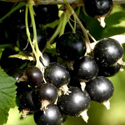 Cassis Géant de Boskoop  - Leaderplant