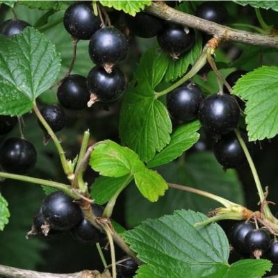 Cassis Géant de Boskoop  - Leaderplant