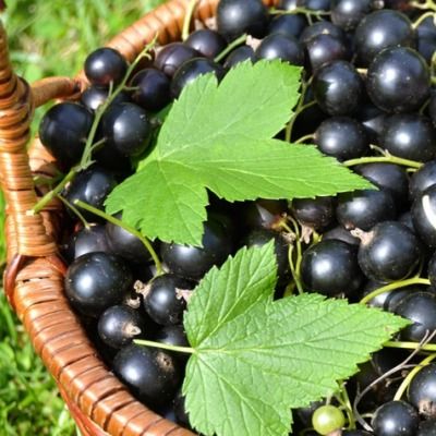 Cassis Géant de Boskoop  - Leaderplant