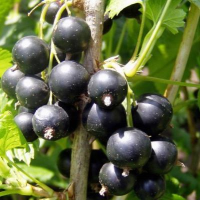 Cassis à gros fruits Titania - Leaderplant