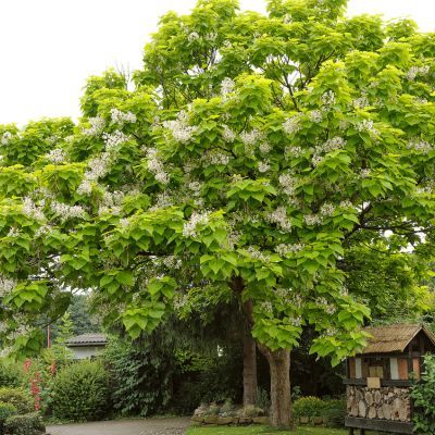 Catalpa Doré - Leaderplant