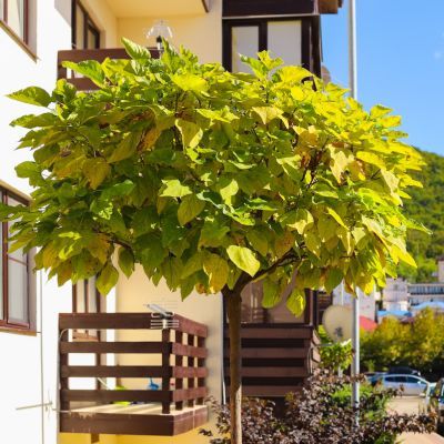 Catalpa Doré - Leaderplant