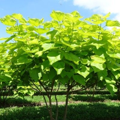 Catalpa commun - Leaderplant