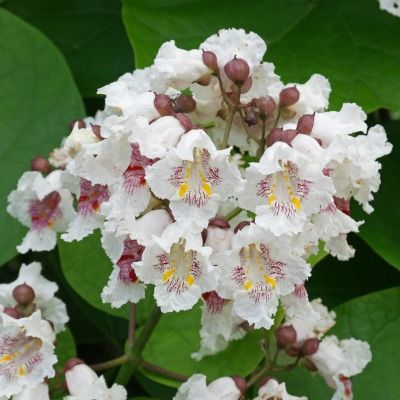 Catalpa commun - Leaderplant