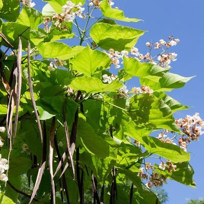 Catalpa commun - Leaderplant