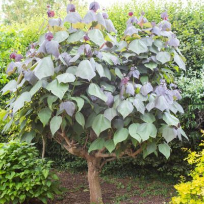 Catalpa pourpre - Leaderplant