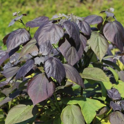 Catalpa pourpre - Leaderplant