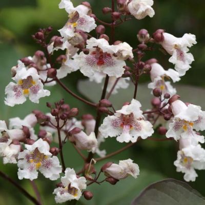 Catalpa pourpre - Leaderplant