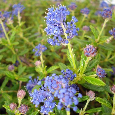 Céanothe Concha - Leaderplant