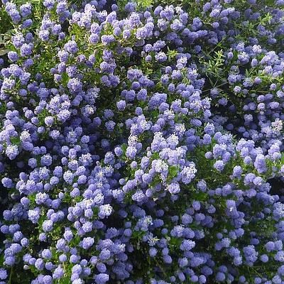 Céanothe Concha - Leaderplant