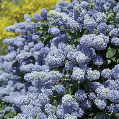 Céanothe 'Gloire de Versailles' - Leaderplant