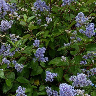 Céanothe 'Gloire de Versailles' - Leaderplant