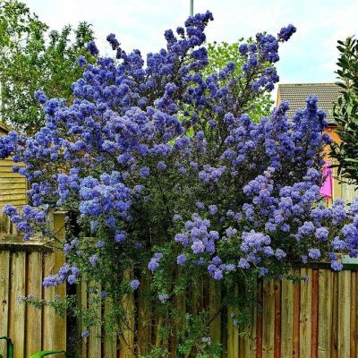 Céanothe Puget Blue  - Leaderplant