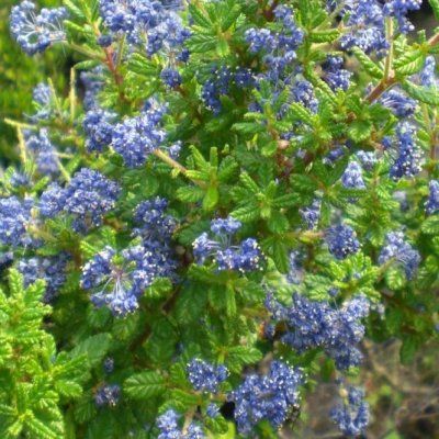 Céanothe Puget Blue  - Leaderplant