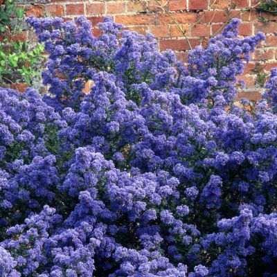 Céanothe Puget Blue  - Leaderplant