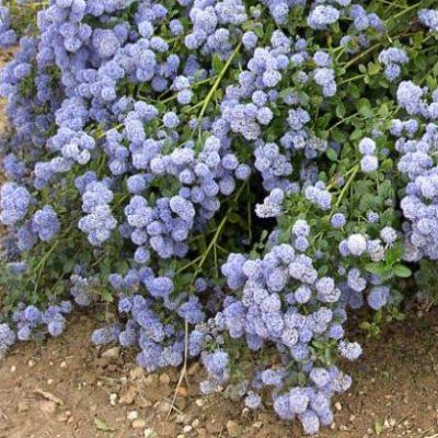 Céanothe rampante/Lilas de Californie tapissant - Leaderplant