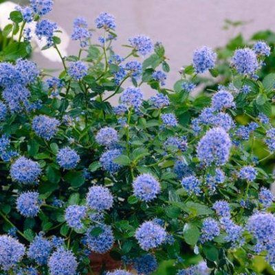 Céanothe rampante/Lilas de Californie tapissant - Leaderplant