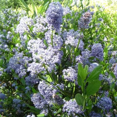 Céanothe Skylark - Leaderplant
