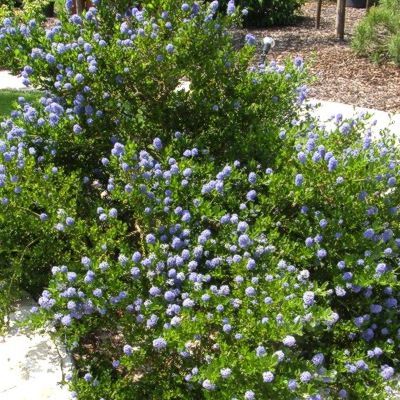 Céanothe Skylark - Leaderplant