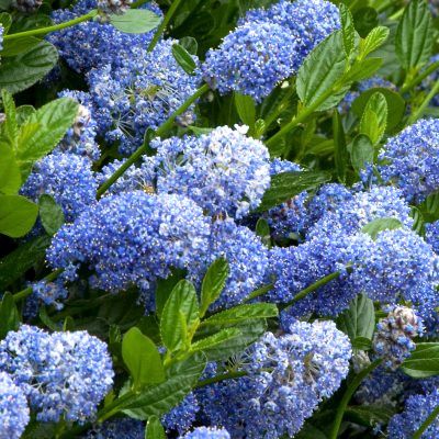 Céanothe arbustive 'Victoria' - Leaderplant