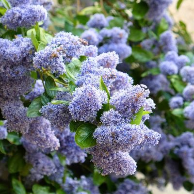 Céanothe en arbre - Leaderplant