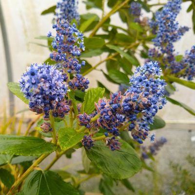 Céanothe en arbre - Leaderplant