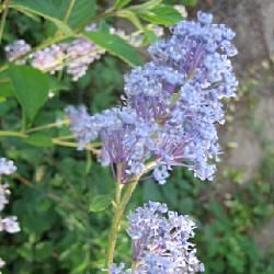 Céanothe 'Gloire de Versailles' - Leaderplant