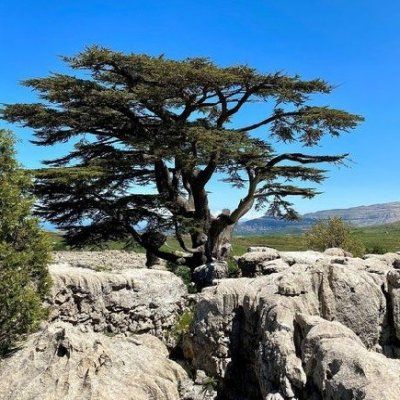 Cèdre du Liban - Leaderplant