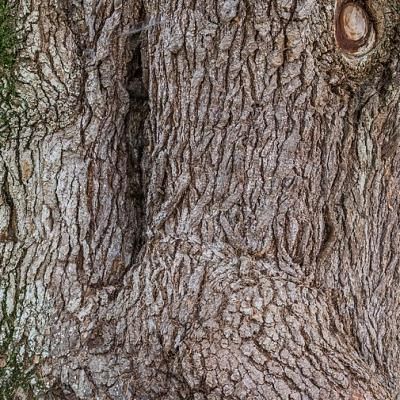 Cèdre du Liban - Leaderplant