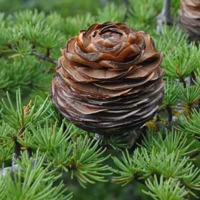 Cèdre du Liban - Leaderplant