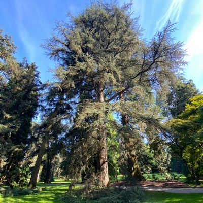 Cèdre de l'Atlas - Leaderplant