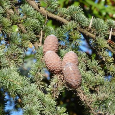 Cèdre de l'Atlas - Leaderplant