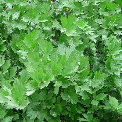 Céleri perpetuel à couper/Percel - Leaderplant