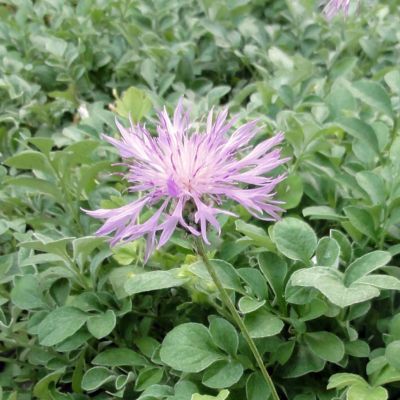 Centaurée Bella - Leaderplant