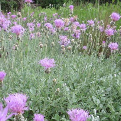 Centaurée Bella - Leaderplant