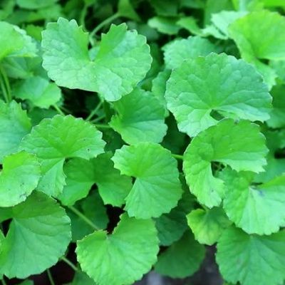 Herbe du tigre / Gotu Kola  - Leaderplant