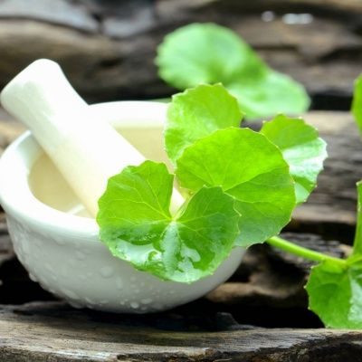Herbe du tigre / Gotu Kola  - Leaderplant