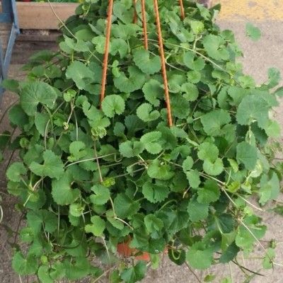 Herbe du tigre / Gotu Kola  - Leaderplant