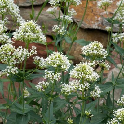 Valériane Blanche - Leaderplant