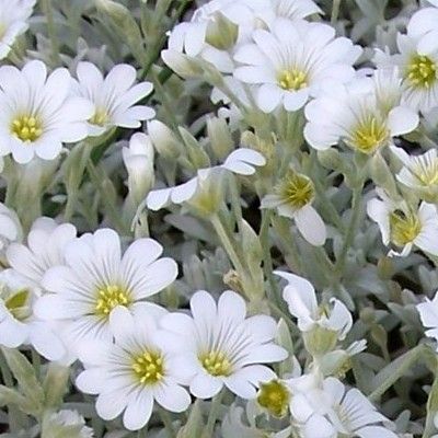 Oreille de souris 'Silberteppich' - Leaderplant