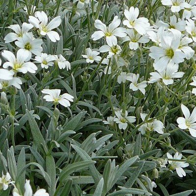 Oreille de souris 'Silberteppich' - Leaderplant