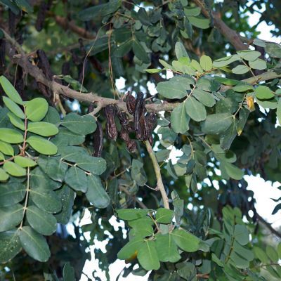 Caroubier - Leaderplant