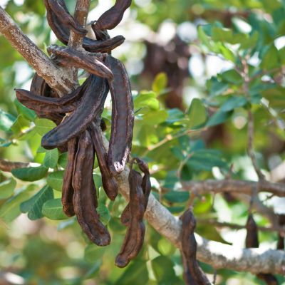 Caroubier - Leaderplant