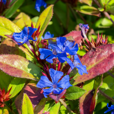 Ceratostigma plumbago rampant en mini-motte - Leaderplant