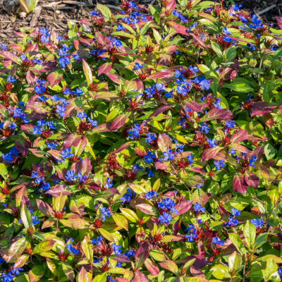 Ceratostigma plumbago rampant en mini-motte - Leaderplant
