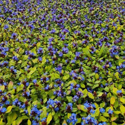 Ceratostigma plumbago rampant - Leaderplant