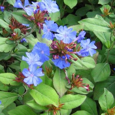 Ceratostigma plumbago rampant - Leaderplant